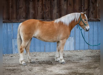 Haflinger / Avelignese, Giumenta, 7 Anni, 140 cm, Sauro scuro