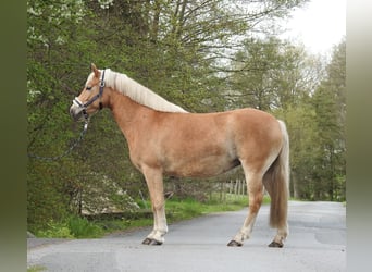 Haflinger / Avelignese, Giumenta, 7 Anni, 145 cm, Baio