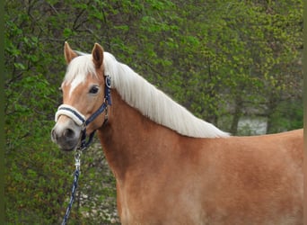 Haflinger / Avelignese, Giumenta, 7 Anni, 145 cm, Baio