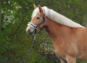 Haflinger / Avelignese, Giumenta, 7 Anni, 145 cm, Baio