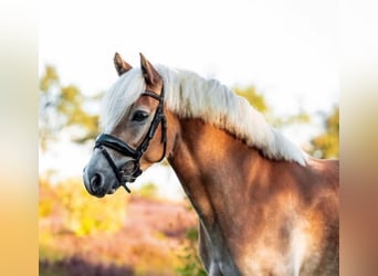Haflinger / Avelignese, Giumenta, 7 Anni, 145 cm, Sauro