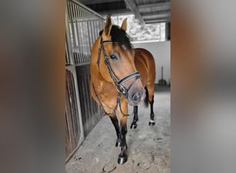 Haflinger / Avelignese Mix, Giumenta, 7 Anni, 147 cm, Baio