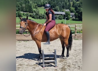 Haflinger / Avelignese Mix, Giumenta, 7 Anni, 147 cm, Baio