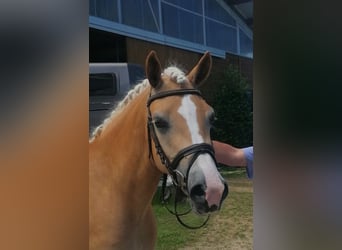 Haflinger / Avelignese, Giumenta, 7 Anni, 153 cm, Sauro