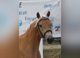 Haflinger / Avelignese, Giumenta, 7 Anni, 153 cm, Sauro