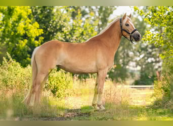 Haflinger / Avelignese, Giumenta, 7 Anni, 154 cm