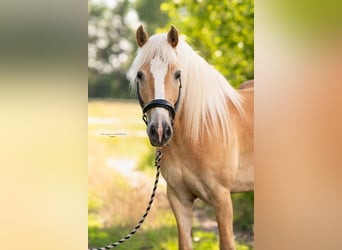 Haflinger / Avelignese, Giumenta, 7 Anni, 154 cm