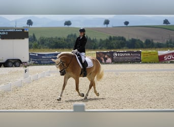 Haflinger / Avelignese, Giumenta, 7 Anni, 155 cm, Sauro