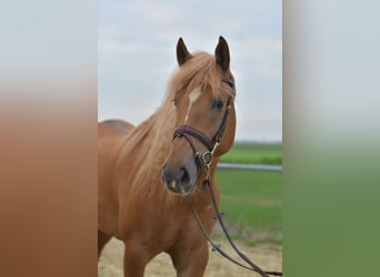 Haflinger / Avelignese Mix, Giumenta, 7 Anni, 157 cm, Baio chiaro