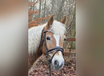 Haflinger / Avelignese, Giumenta, 7 Anni