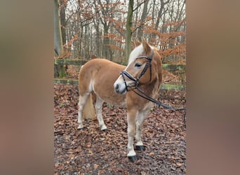 Haflinger / Avelignese, Giumenta, 7 Anni