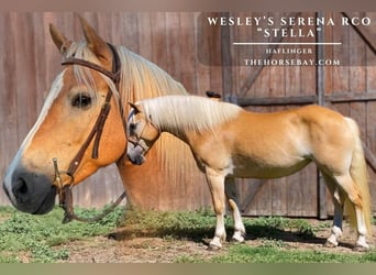 Haflinger / Avelignese, Giumenta, 8 Anni, 140 cm, Palomino