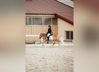 Haflinger / Avelignese, Giumenta, 8 Anni, 142 cm