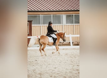 Haflinger / Avelignese, Giumenta, 8 Anni, 142 cm
