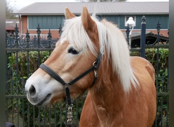 Haflinger / Avelignese, Giumenta, 8 Anni, 142 cm