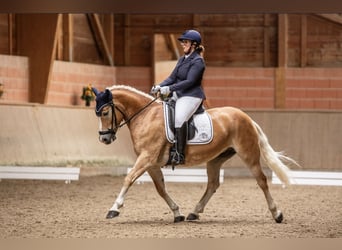 Haflinger / Avelignese, Giumenta, 8 Anni, 148 cm, Falbo