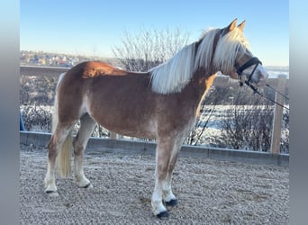 Haflinger / Avelignese, Giumenta, 8 Anni, 148 cm, Sauro
