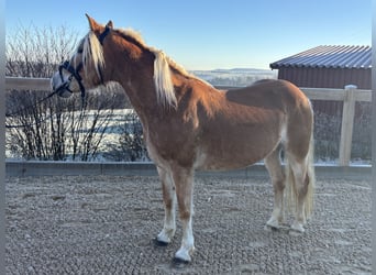 Haflinger / Avelignese, Giumenta, 8 Anni, 148 cm, Sauro