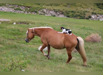 Haflinger / Avelignese, Giumenta, 8 Anni, 150 cm, Sauro