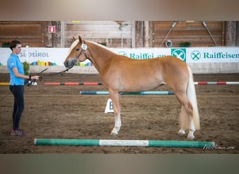 Haflinger / Avelignese, Giumenta, 8 Anni, 150 cm, Sauro