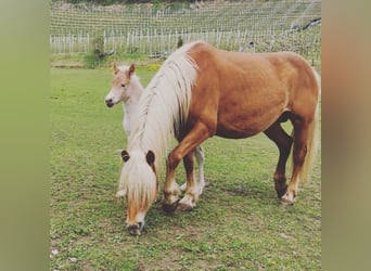 Haflinger / Avelignese, Giumenta, 8 Anni, 150 cm, Sauro