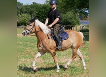 Haflinger / Avelignese, Giumenta, 9 Anni, 144 cm, Sauro