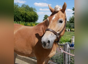 Haflinger / Avelignese, Giumenta, 9 Anni, 144 cm, Sauro