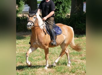 Haflinger / Avelignese, Giumenta, 9 Anni, 144 cm, Sauro