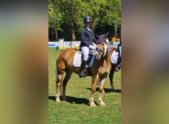 Haflinger / Avelignese, Giumenta, 9 Anni, 148 cm