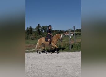 Haflinger / Avelignese, Giumenta, 9 Anni, 150 cm