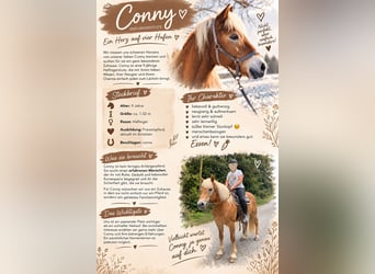 Haflinger / Avelignese, Giumenta, 9 Anni, 152 cm
