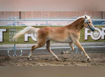 Haflinger / Avelignese, Giumenta, 9 Anni, 152 cm, Sauro