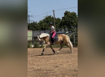 Haflinger / Avelignese, Giumenta, 9 Anni, 154 cm, Sauro