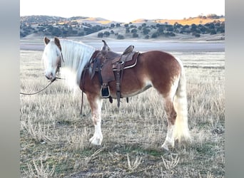 Haflinger / Avelignese, Giumenta, 9 Anni, Sauro scuro