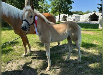 Haflinger / Avelignese, Giumenta, Puledri (05/2025), 148 cm, Sauro