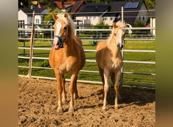 Haflinger / Avelignese, Giumenta, Puledri (03/2026)