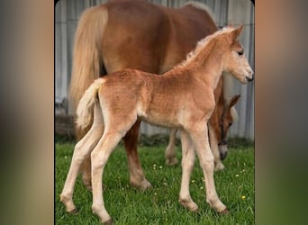 Haflinger / Avelignese, Giumenta, Puledri (03/2026)