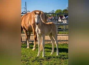 Haflinger / Avelignese, Giumenta, Puledri (03/2026)
