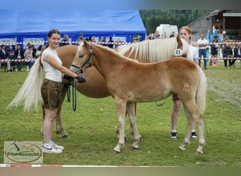 Haflinger / Avelignese, Giumenta, Puledri (03/2025), Sauro