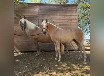 Haflinger / Avelignese, Giumenta, Puledri (04/2026), Sauro