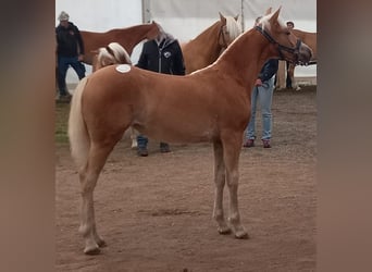 Haflinger / Avelignese, Giumenta, Puledri (04/2025), Sauro