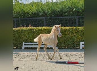 Haflinger / Avelignese, Giumenta, Puledri (01/2026), Sauro