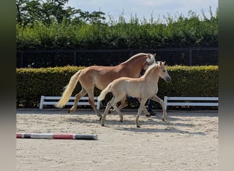 Haflinger / Avelignese, Giumenta, Puledri (01/2026), Sauro
