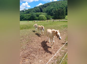 Haflinger / Avelignese, Giumenta, Puledri (01/2026), Sauro