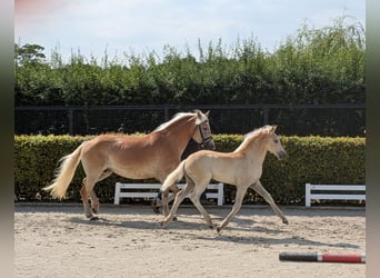Haflinger / Avelignese, Giumenta, Puledri (01/2026), Sauro