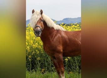 Haflinger / Avelignese, Stallone, 14 Anni, 151 cm, Sauro