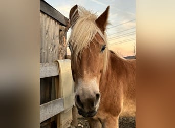 Haflinger / Avelignese, Stallone, 14 Anni, 159 cm, Baio chiaro