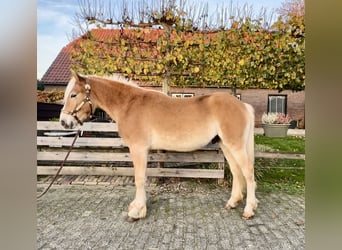 Haflinger / Avelignese, Stallone, 1 Anno, 140 cm