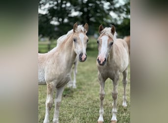 Haflinger / Avelignese, Stallone, 1 Anno, 148 cm, Sauro
