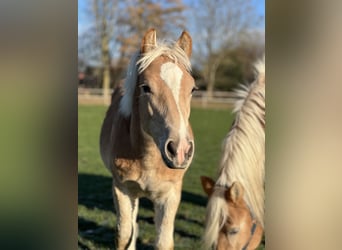 Haflinger / Avelignese, Stallone, 1 Anno, 148 cm, Sauro